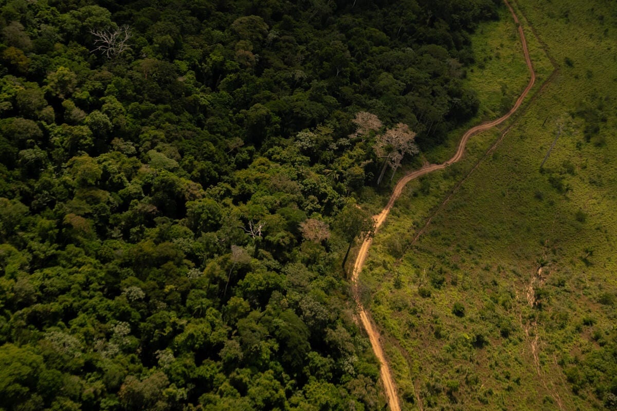 Reprodução Ciclo Vivo