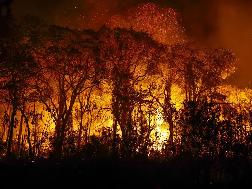 Desmatamento e queimadas no Pantanal atingem níveis críticos, alerta MapBiomas