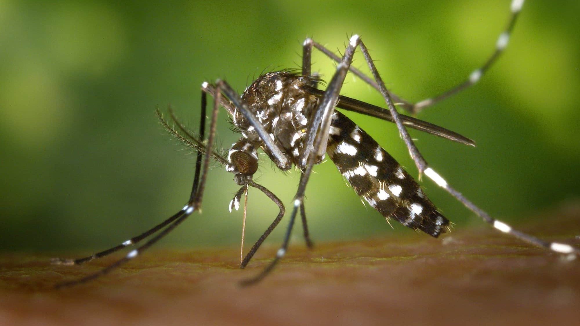 Brasil ultrapassa 3,5 mil mortes por dengue em 2024, com 5,6 milhões de casos prováveis