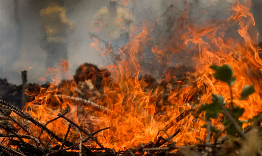 Incêndios no Pantanal aumentam 1.500% em 2024, segundo INPE