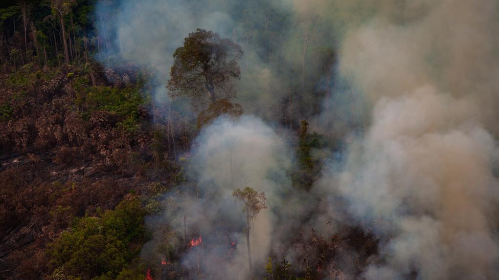 Incêndios florestais afetam mais de 10 milhões de pessoas no Brasil, aponta CNM